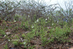 Capparis grandiflora